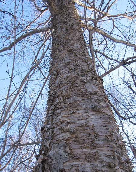 Yellow birch in the woods on Taylors Island