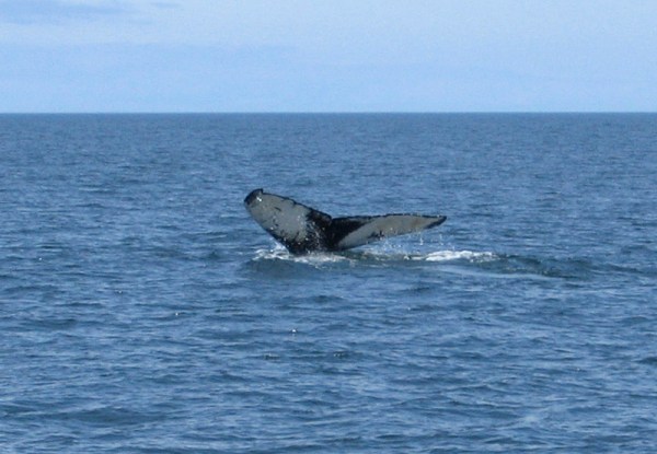 Near Whitehead Island, New Brunswick