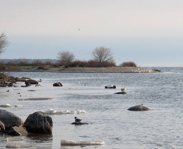 Even with the ice, there were birds everywhere. In this photo there are ducks and a shorebird in the foreground, gulls in the middle distance, and dense flocks of pelicans on the shore behind.