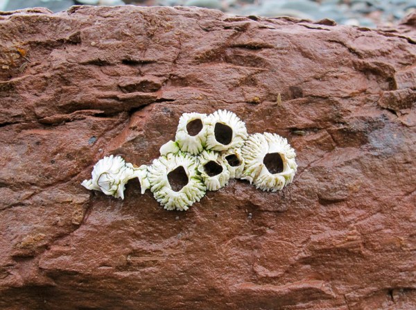 barnacles