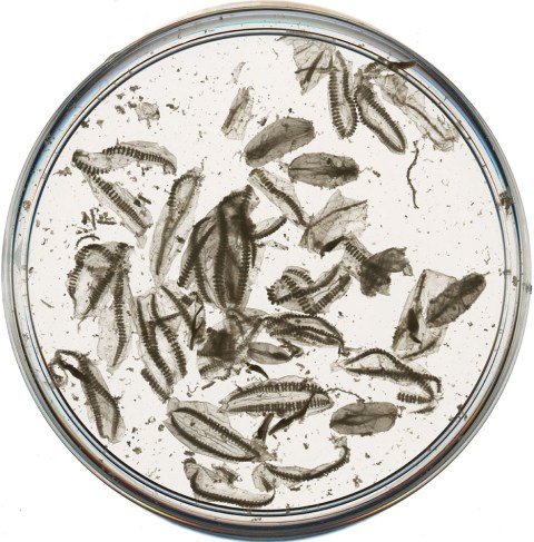 Fragmented specimens of the modern ctenophore Pleurobrachia sp., in a petri dish