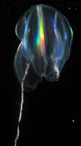The modern ctenophore Mertensia ovum (NOAA photograph)