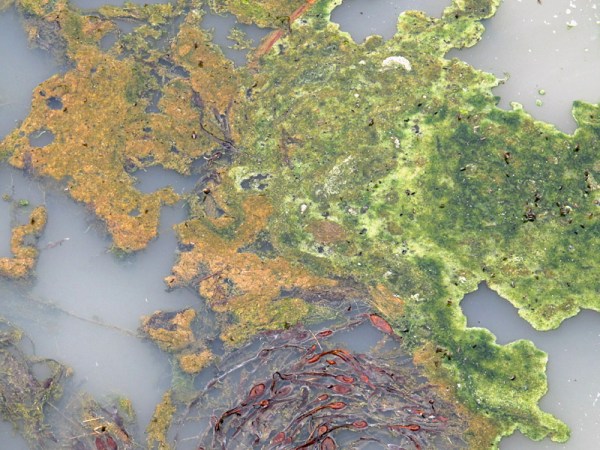 Algae and bacteria in the salt marsh