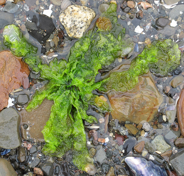 Ulva ("sea lettuce") in a shallow tidal channel