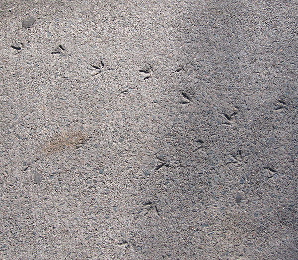 footprints1