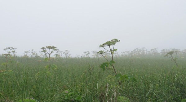 At the top of the beach ridge, hogweeds loom through the mist like ghosts 