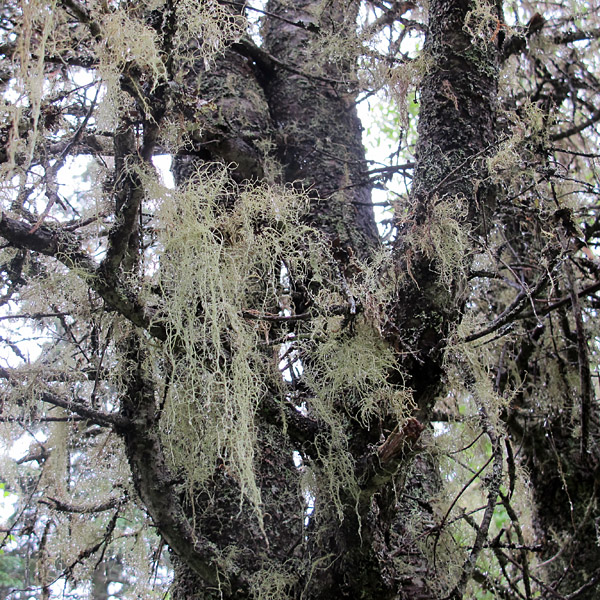 "Old man's beard" lichen festoons the trees