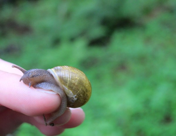 snail 1