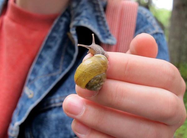 snail 3