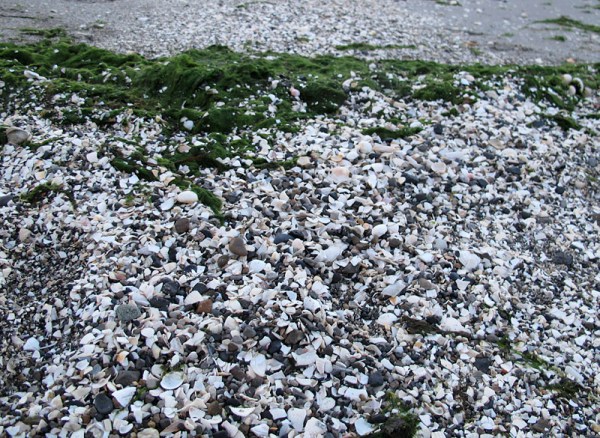 Many more cockles can be found ground to pieces, and mixed with other shells up near the strandline.