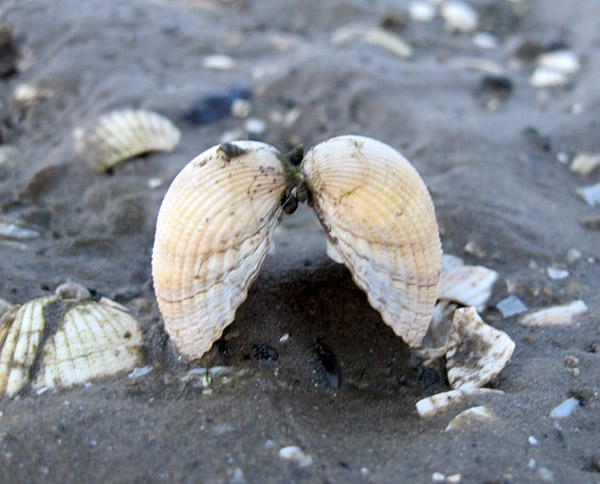 cockles2