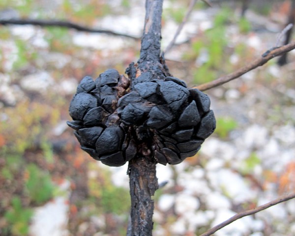 Jackpine cones famously release their seeds only when exposed to tremendous heat. This makes them ideally adapted to post-fire recovery.