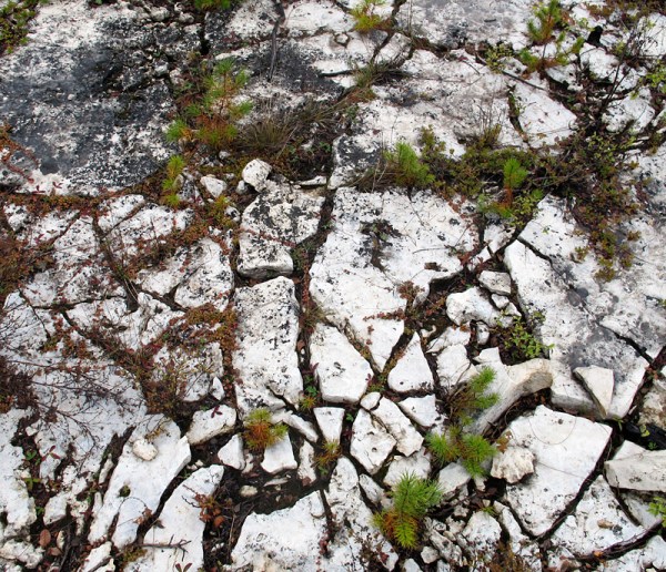 jackpine seedlings rise through the fractured dolostone.