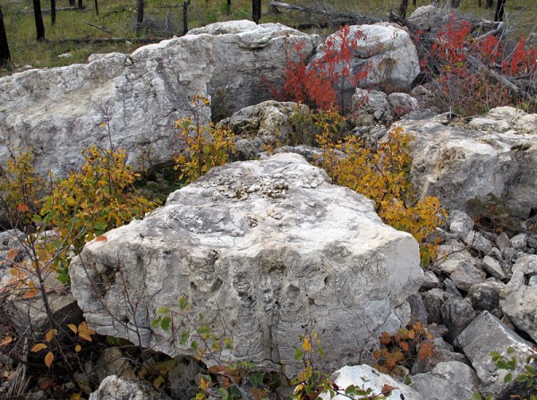 If you see stromatolites in central Manitoba, it is very likely that you are in Silurian rock!