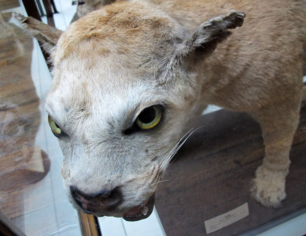 Most of the carnivores look fierce . . .