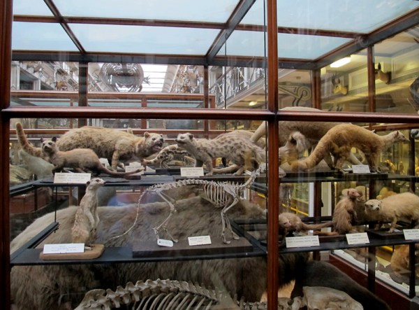 Every case is packed full of creatures.  These are small carnivores in the upper gallery.