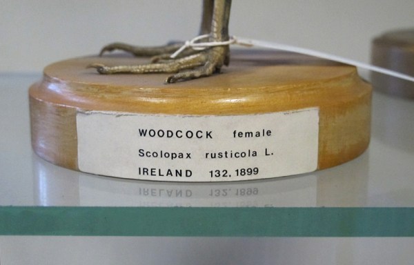 Many of the exhibits were collected in the nineteenth century.