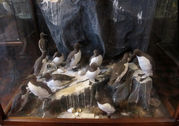 A colony of guillemots, depicted in full detail.