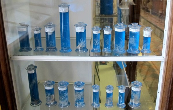 Marine organisms in fluid are exhibited in glass bottles