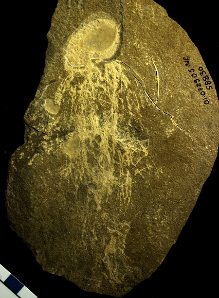 The fossil slab from Bear Gulch (Royal Ontario Museum specimen)