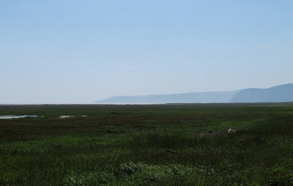 Salt marsh near Cape Enrage, New Brunswick