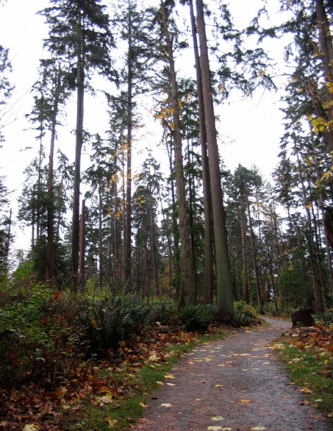 Stanley Park in the rain