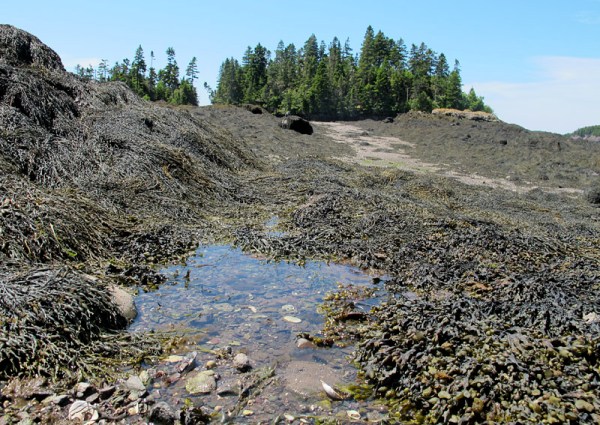 Seaweeds on the shore near Black's Harbour, New Brunswick