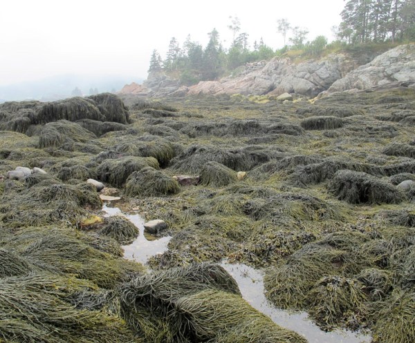 Near North Head, Grand Manan Island