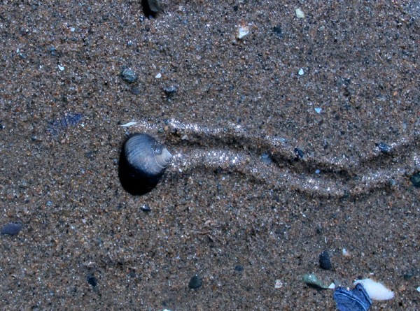 Periwinkle at Pocologan