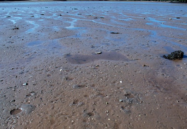 Water fills shallow depressions in the Pocologan tidal flat.