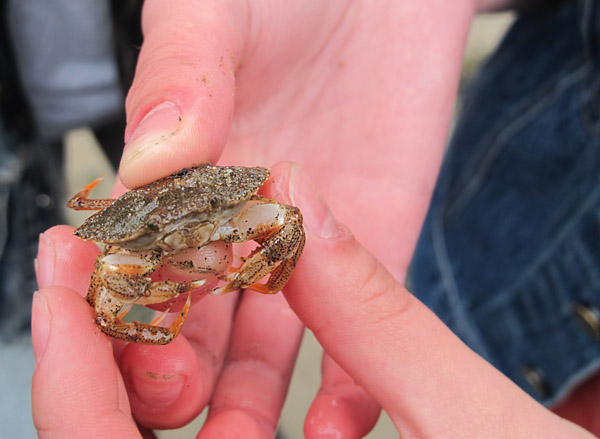 Rock crab on Grand Manan