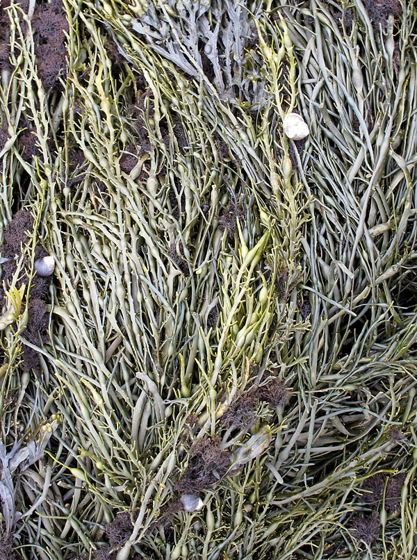 seaweed bed