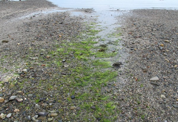 Algae in a tidal flat channel, St. Andrews, New Brunswick