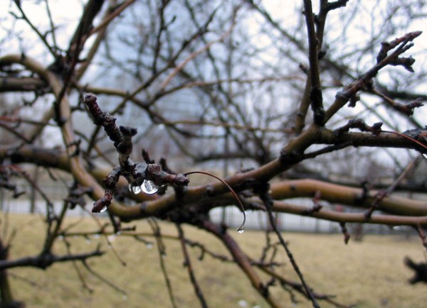 Near the Field Museum, Chicago