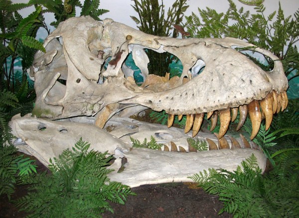 After the end Cretaceous extinction, small mammals scamper across the skull of a Tyrannosaurus rex. (diorama at the Canadian Museum of Nature, Ottawa)