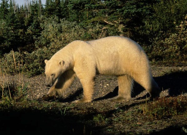 Polar bear at Akimiski Island, James Bay (photo Dave Rudkin, Royal Ontario Museum)