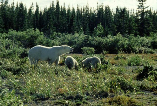Mother bear and cubs at Akimiski. (photo Dave Rudkin, Royal Ontario Museum)