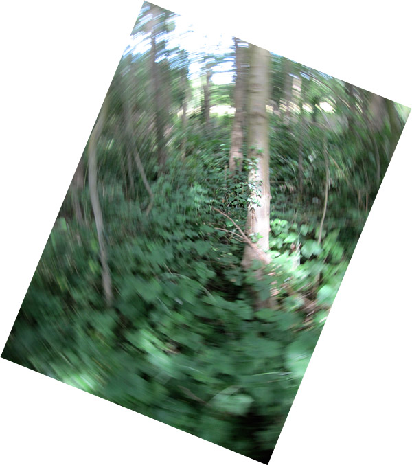 Spinning in a woodland in Gloucestershire, England