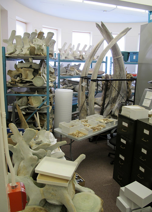 Whale skeletons in deep storage