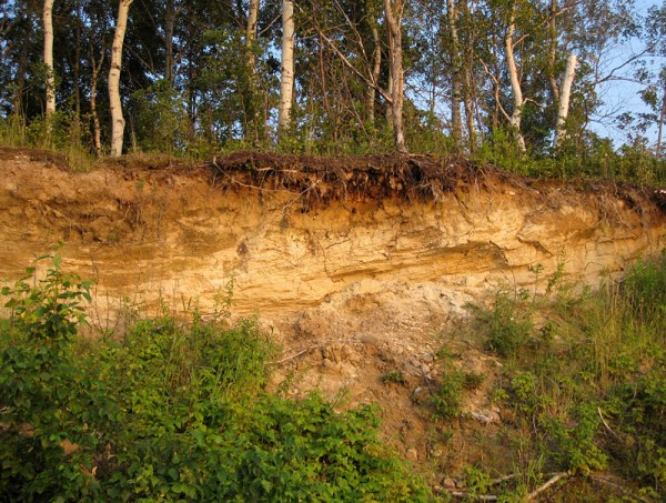 The freshly cut scarp reveals stratified sand