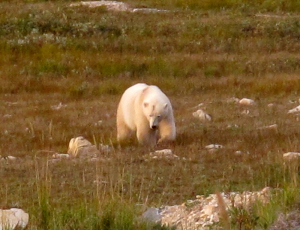 The bear as we first saw him