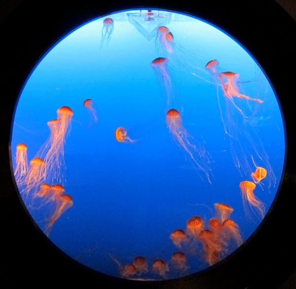 I actually went for a walk to go to the aquarium