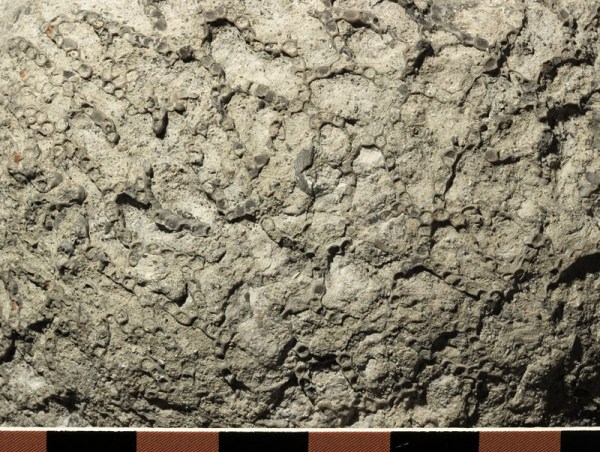 The tabulate coral Manipora sp. and the colonial rugose coral Palaeophyllum sp.