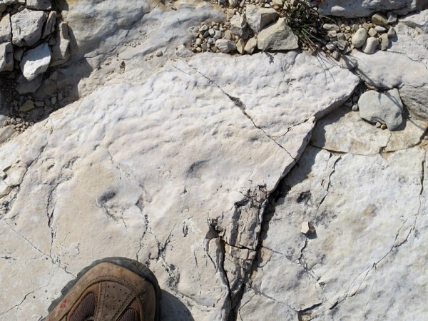 Stromatolite with a wrinkled surface