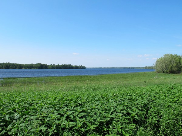 . . . and just down the road, Jerusalem artichokes wave beside the river.