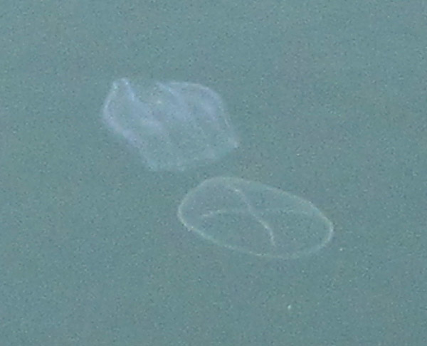 comb jelly