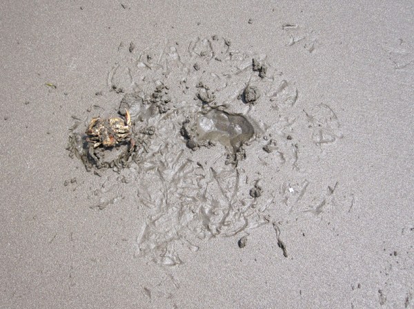 To understand how gulls predated/scavenged this crab, follow the footprints and traces backward.