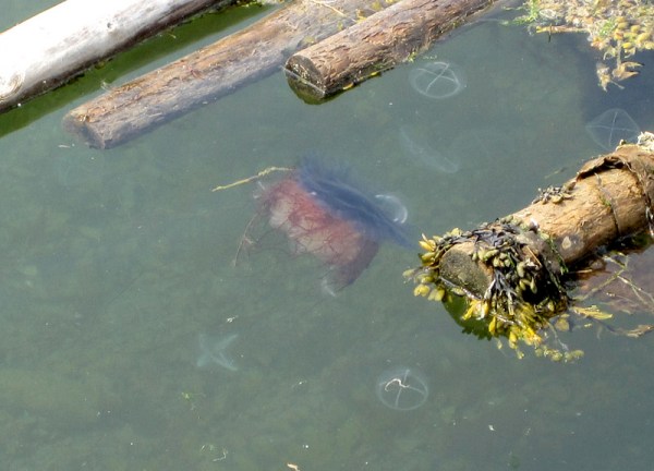 Cyanea capillata, the Lion's Mane