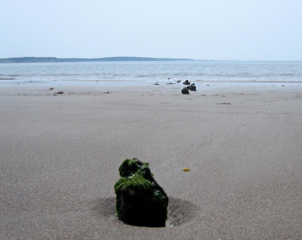 Old pilings protruding from the sand serve as homes for algae and invertebrates.