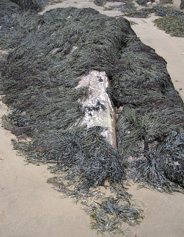On this spur of rock, the crest of a toupee of seaweed is peeled aside to reveal a bald pate.